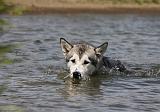 ALASKAN MALAMUTE 657